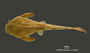 Bunocephalus colombianus FMNH 56038 holo d
